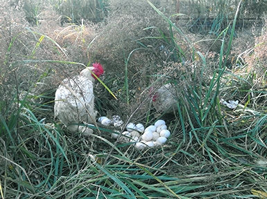 農(nóng)場(chǎng)展示