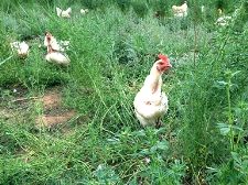 農(nóng)場(chǎng)展示